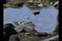 Tidepool