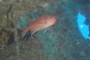 Blackbar Soldierfish