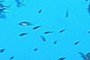 fishes