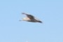 Seagull