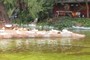 Patitos