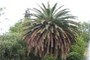 Palmera