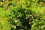 Vaccinium cylindraceum