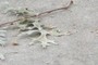 Branch