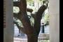 Ancient Oak Tree