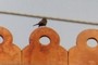 Brid