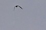 Bird or boomarang?