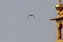 More birds?