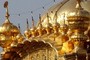 golden blobs