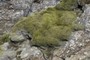 Moss