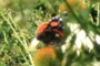 VANESSA ATALANTA