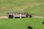 Cow Shed