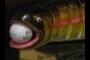 Big Mouth