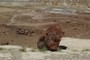 petrified wood