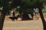 Pooch and Friends