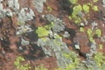 230337-210x140