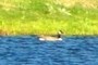 Goose