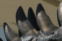 230394-210x140