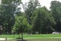 Newton Campus Green