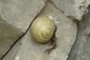 Snail
