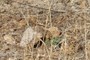 Elephant dung