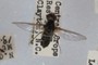 bee fly