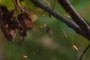 Waiting Spider