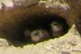 Swallows