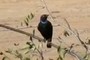 Unidentified bird