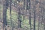 post-fire growth