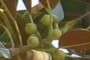Seeds