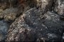 rocks with shell fossils
