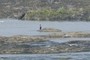 Cormorant?
