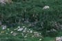 1000  year old trees