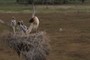Jabiru Stork and chicks
