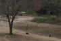 Two capybaras