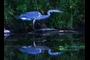 The Great Blue Heron