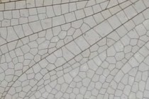232704-210x140