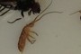 Tomoceridae