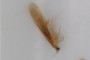 enough detail here to confirm ID?