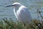 Egret
