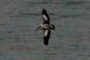Pelican