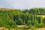 Cryptomeria japonica