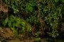 Ferns and Mosses in cave entrance