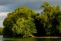 green trees