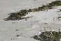 Seaweed