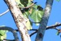 Secondary Forest, Peruvian Amazon