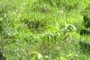 Pasture Field