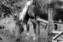 Belgian Draft Horse