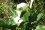 Calla Lilly
